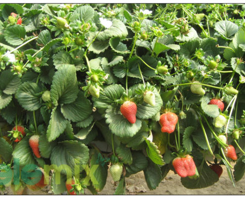 Strawberries-in-growbags-standing-gutter