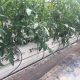 growbag cucumber coco coir