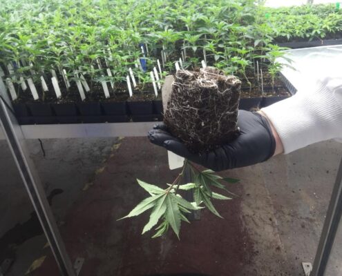 HOW TO MAXIMIZE CANNABIS YIELD: WATER SCHEDULING AND WATER QUALITY.