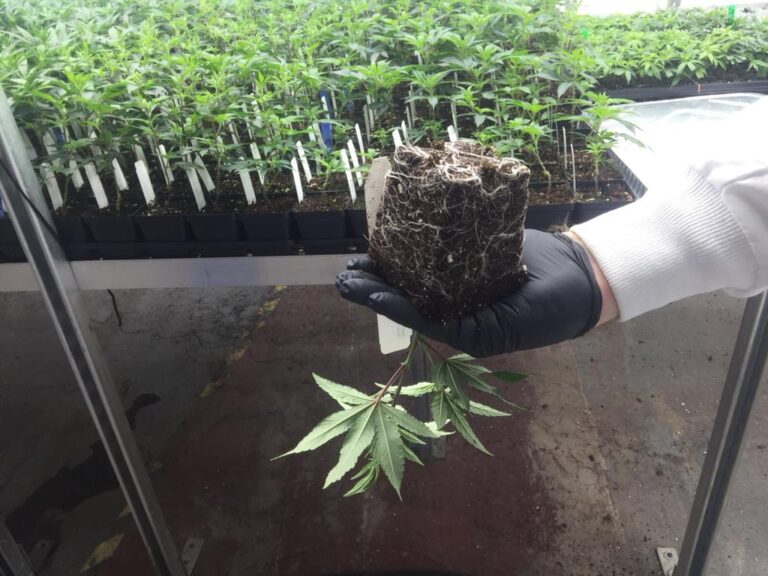 HOW TO MAXIMIZE CANNABIS YIELD: WATER SCHEDULING AND WATER QUALITY.