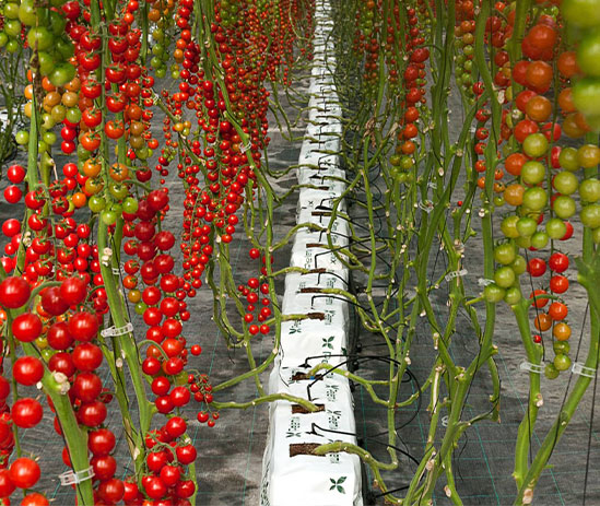 Veg - Tomatoes