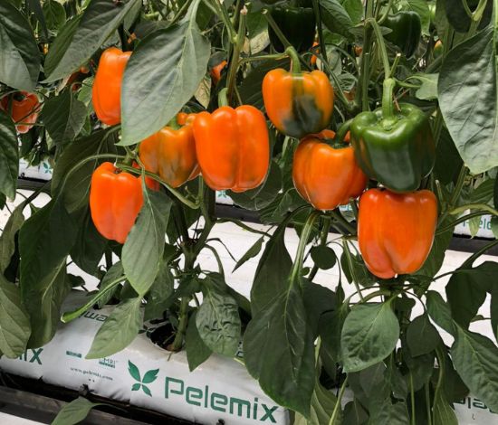 Bell Peppers grow bags