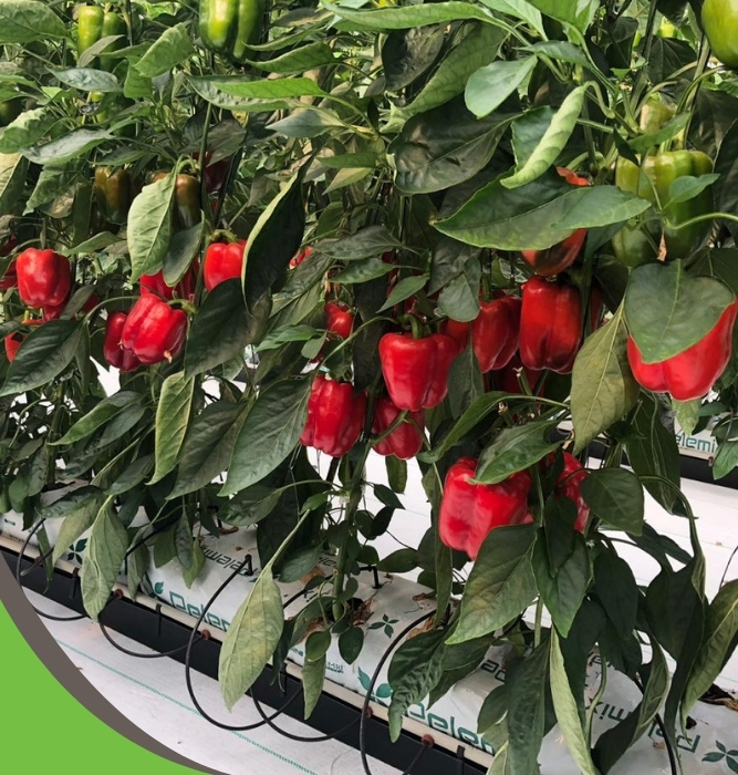 Pelemix Growbags for Bell Pepper