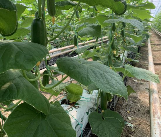 Cucumber Growbags