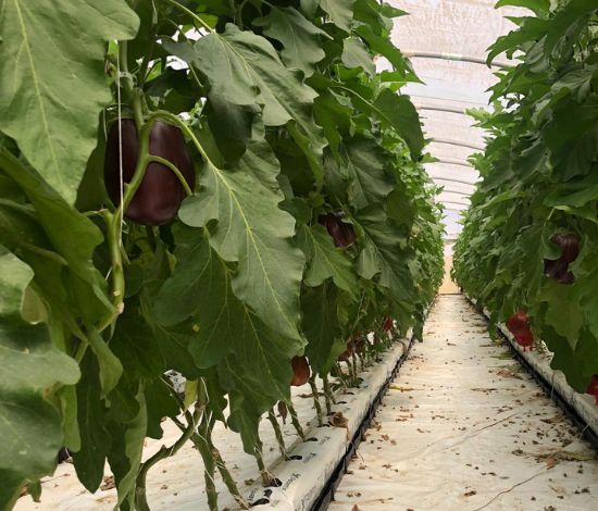 Eggplant grow bags