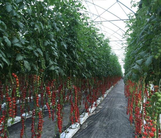 Vegetables grow bags