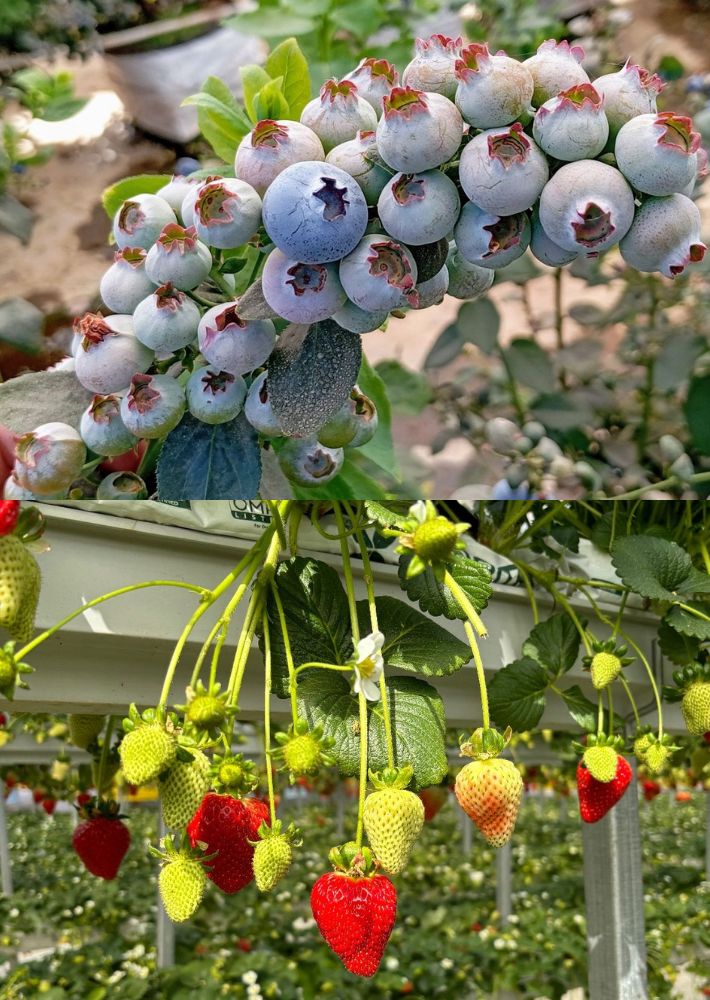 Berries grow bags