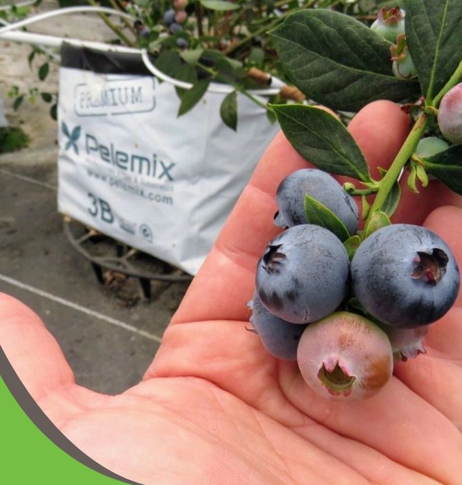 Blueberry - pelemix grow bags