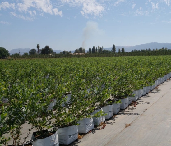 Blueberry grow bags