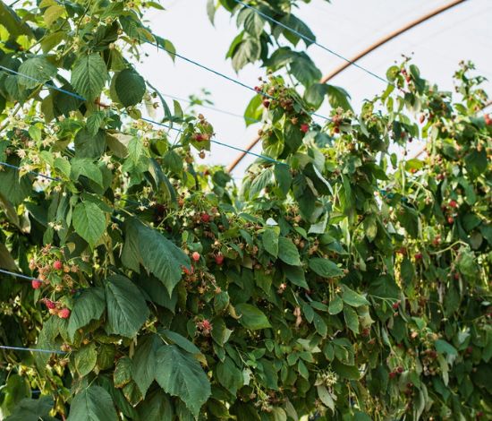 Raspberry grow bags