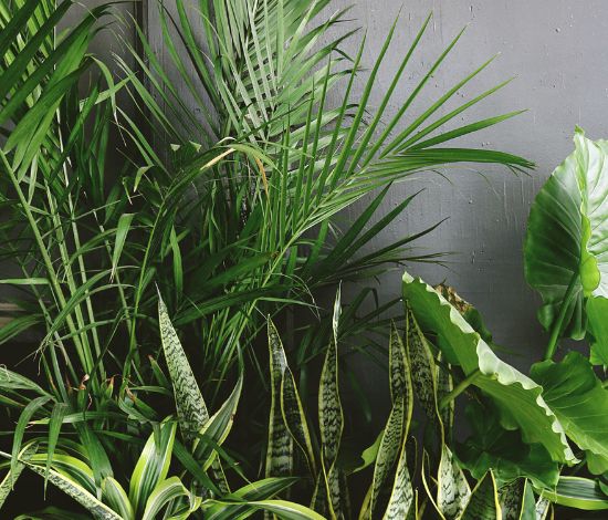 Tropical Indoor plants grow bags