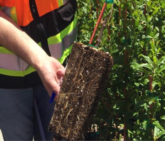 Fruit Tree grow bags