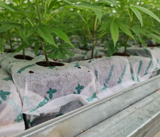 Cannabis Propagation grow bags