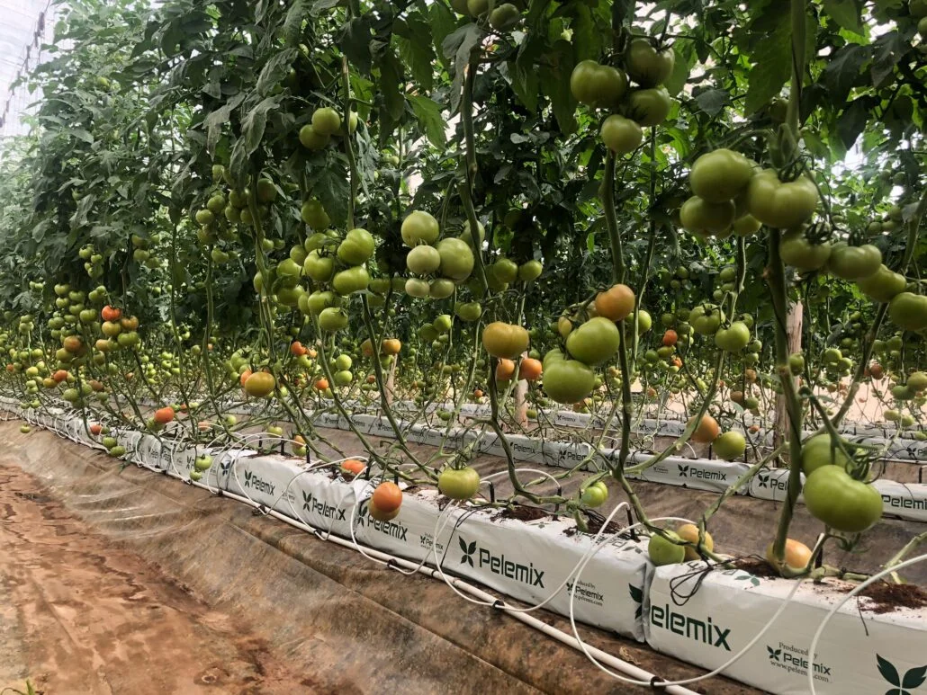 tomato bags for growing