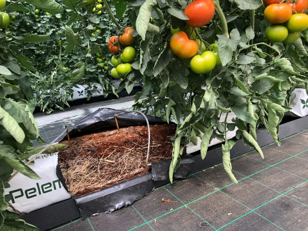 best grow bags for tomatoes