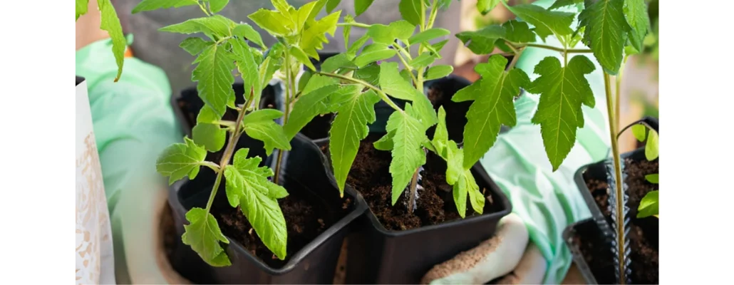 Tomato Bags For Growing - pelemix