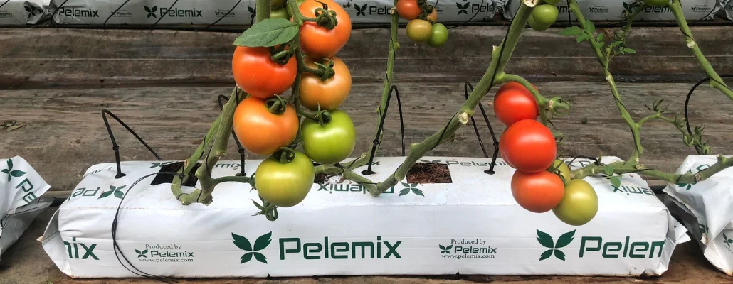 Figuras: Bolsas de Cultivo Pelemix para Tomates