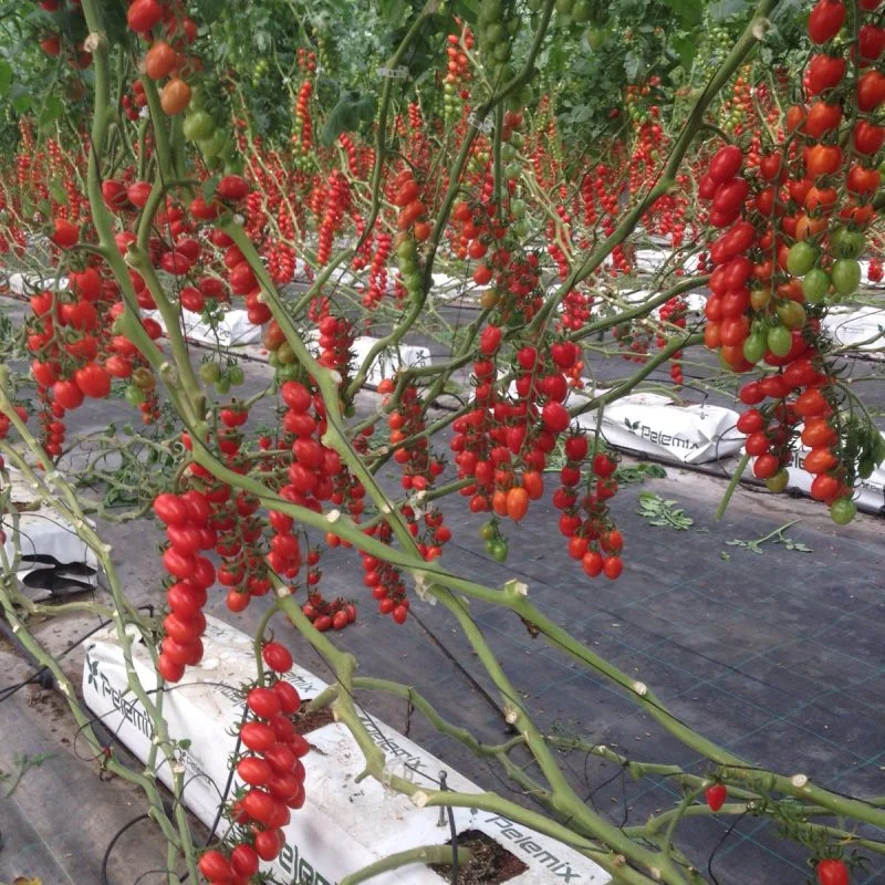 IMPULSA EL RENDIMIENTO DEL CULTIVO DE TOMATES5