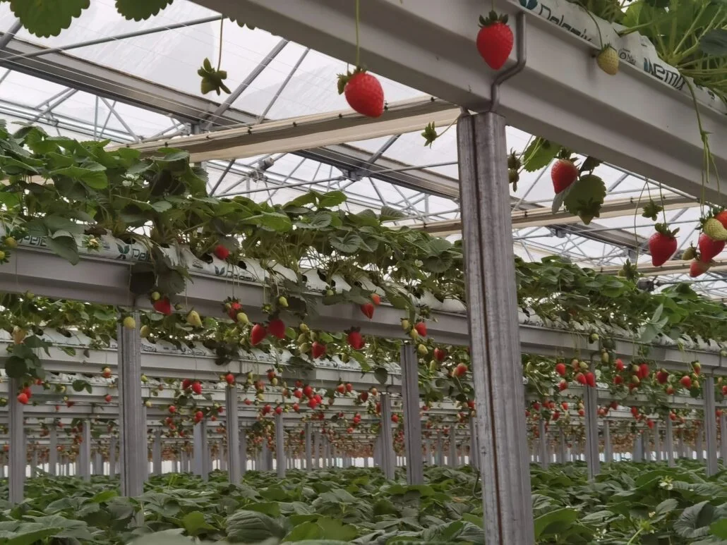 REVOLUTIONIZING STRAWBERRY FARMING11