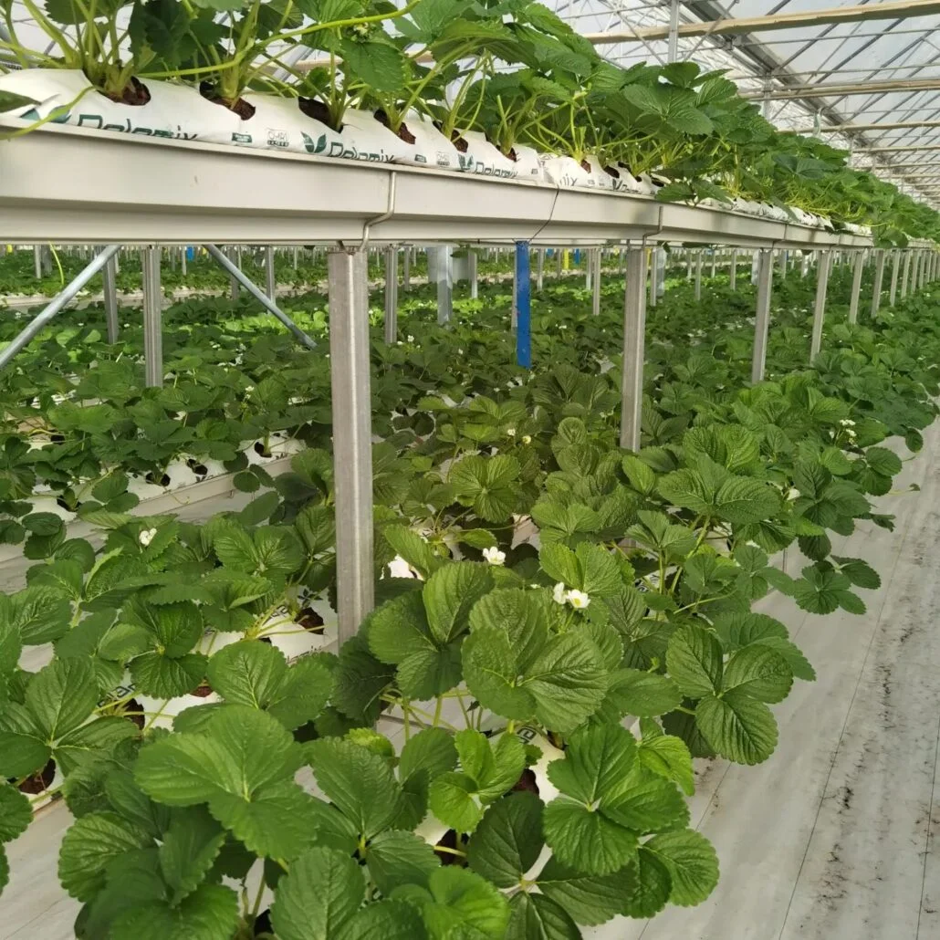 REVOLUTIONIZING STRAWBERRY FARMING3