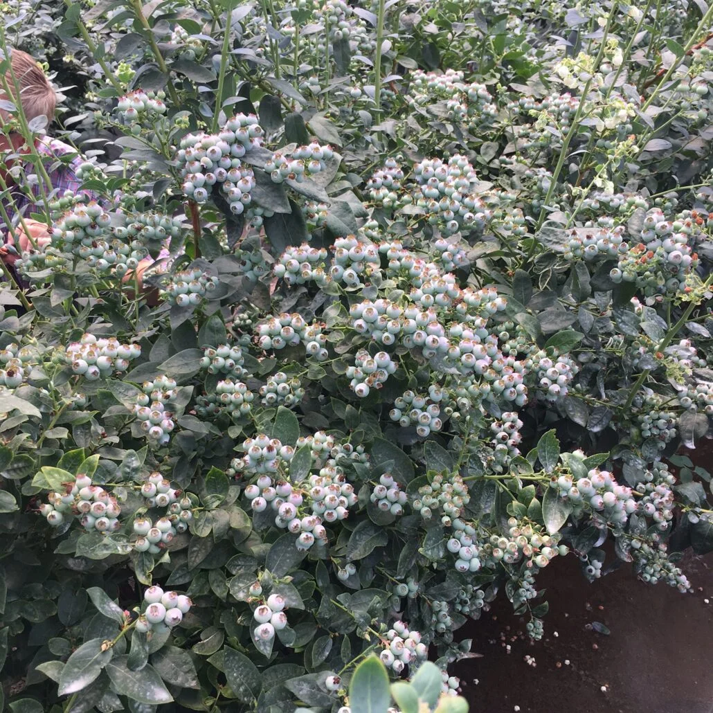 SETTING UP A HYDROPONIC BLUEBERRY SYSTEM10