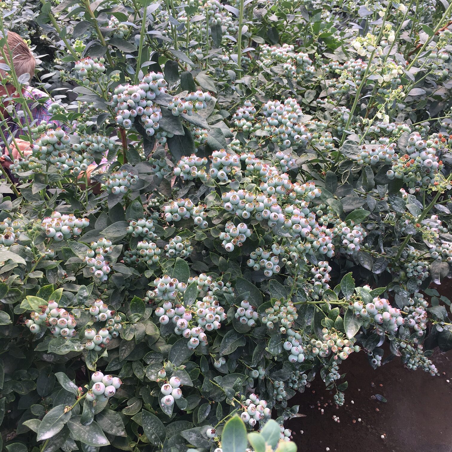 Blueberry3 (fruit)